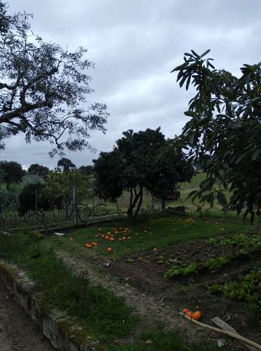 Quintinha  Venda em Lardosa,Castelo Branco