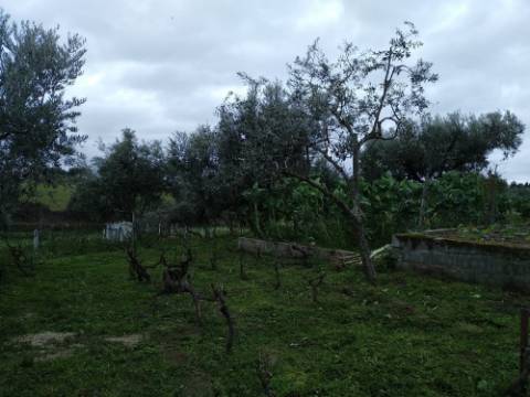 Quintinha  Venda em Lardosa,Castelo Branco