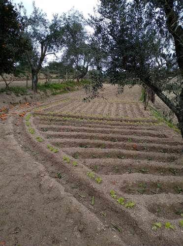 Quintinha  Venda em Lardosa,Castelo Branco