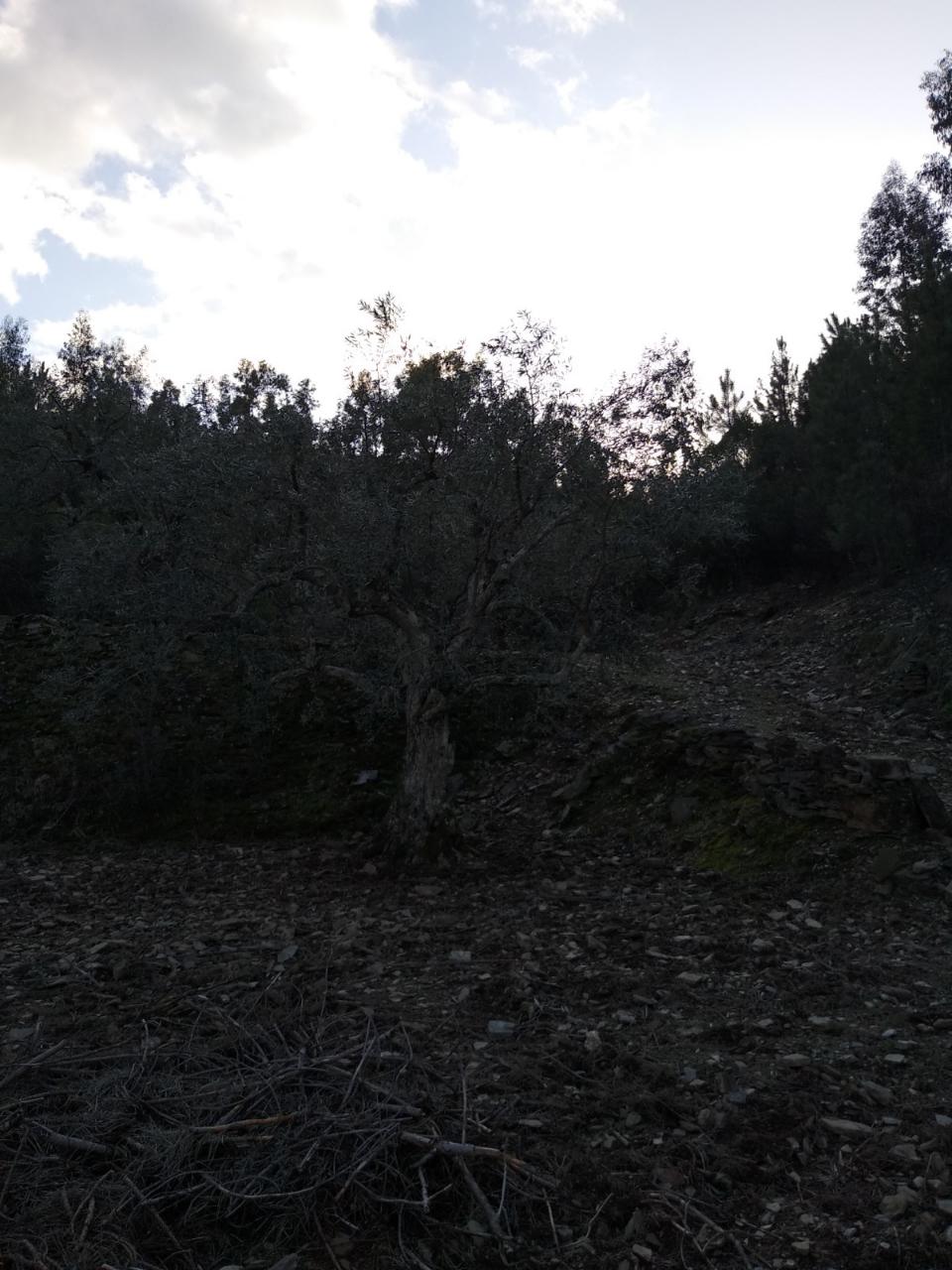 Terreno Rústico  Venda em Estreito-Vilar Barroco,Oleiros