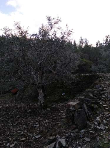 Terreno Rústico  Venda em Estreito-Vilar Barroco,Oleiros