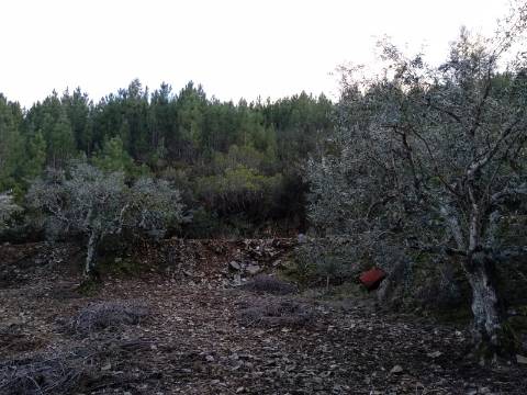 Terreno Rústico  Venda em Estreito-Vilar Barroco,Oleiros