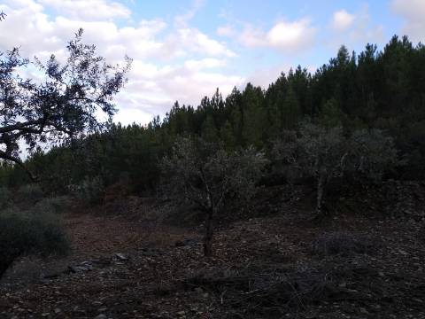 Terreno Rústico  Venda em Estreito-Vilar Barroco,Oleiros