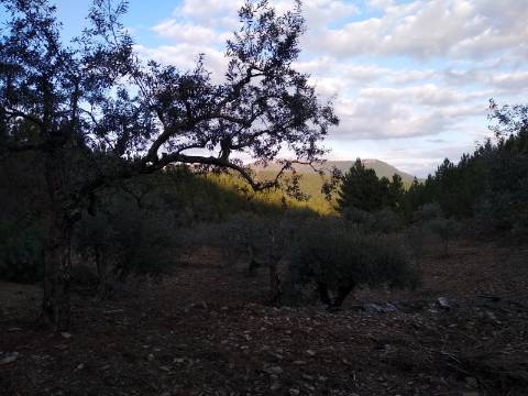 Terreno Rústico  Venda em Estreito-Vilar Barroco,Oleiros
