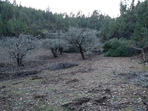 Terreno Rústico  Venda em Estreito-Vilar Barroco,Oleiros