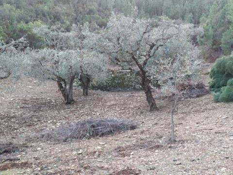Terreno Rústico  Venda em Estreito-Vilar Barroco,Oleiros