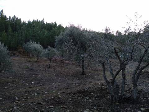 Terreno Rústico  Venda em Estreito-Vilar Barroco,Oleiros