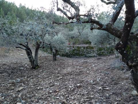 Terreno Rústico  Venda em Estreito-Vilar Barroco,Oleiros