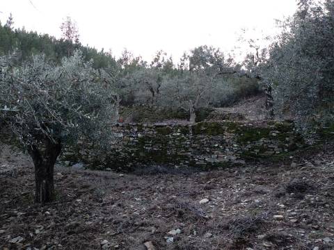 Terreno Rústico  Venda em Estreito-Vilar Barroco,Oleiros