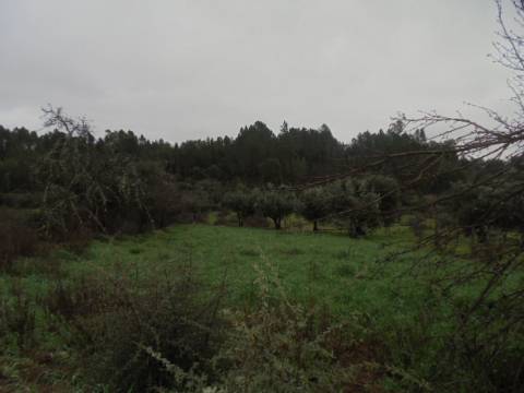 Terreno Rústico  Venda em Santo André das Tojeiras,Castelo Branco