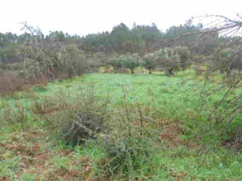 Terreno Rústico  Venda em Santo André das Tojeiras,Castelo Branco