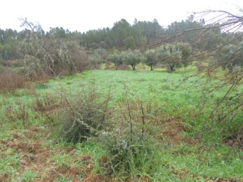 Terreno Rústico  Venda em Santo André das Tojeiras,Castelo Branco