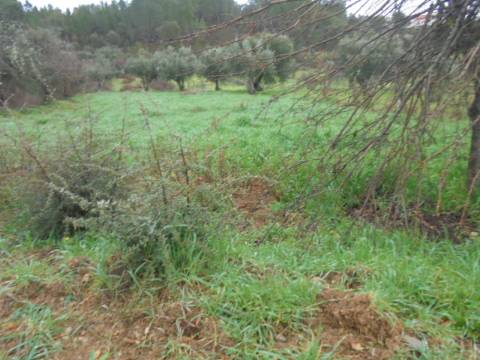 Terreno Rústico  Venda em Santo André das Tojeiras,Castelo Branco