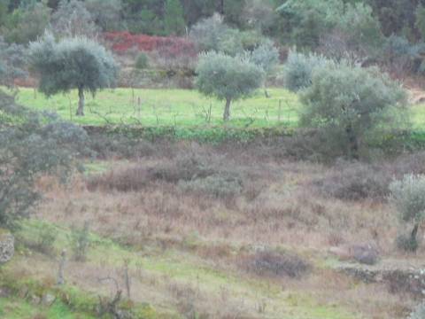 Terreno Rústico  Venda em Santo André das Tojeiras,Castelo Branco