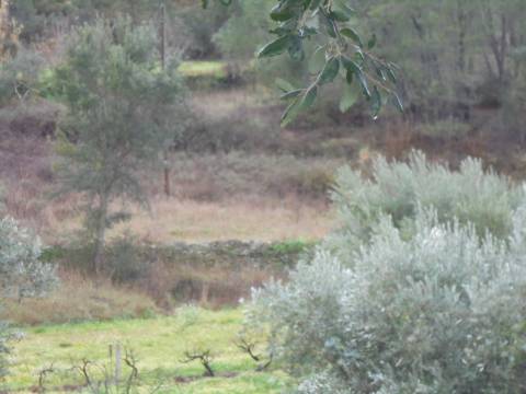 Terreno Rústico  Venda em Santo André das Tojeiras,Castelo Branco