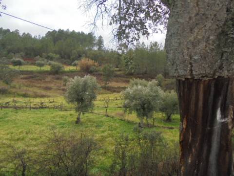 Terreno Rústico  Venda em Santo André das Tojeiras,Castelo Branco