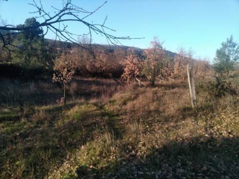 Terreno Rústico  Venda em Vela,Guarda