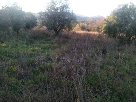 Terreno Rústico  Venda em Vela,Guarda