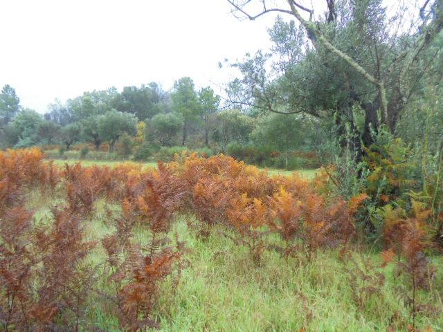 Herdade  Venda em Alpedrinha,Fundão