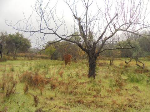 Herdade  Venda em Alpedrinha,Fundão