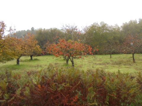 Herdade  Venda em Alpedrinha,Fundão