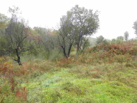 Herdade  Venda em Alpedrinha,Fundão