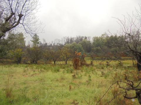 Herdade  Venda em Alpedrinha,Fundão