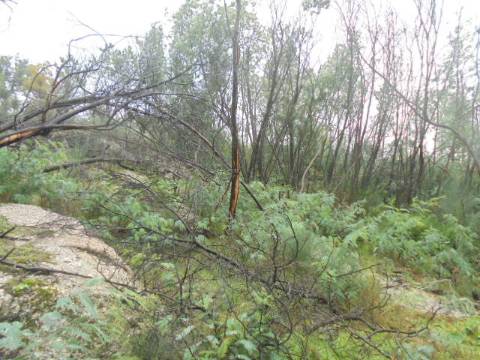 Herdade  Venda em Alpedrinha,Fundão