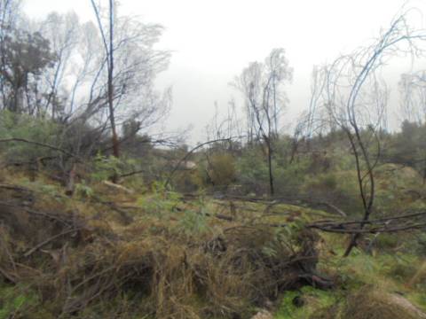 Herdade  Venda em Alpedrinha,Fundão