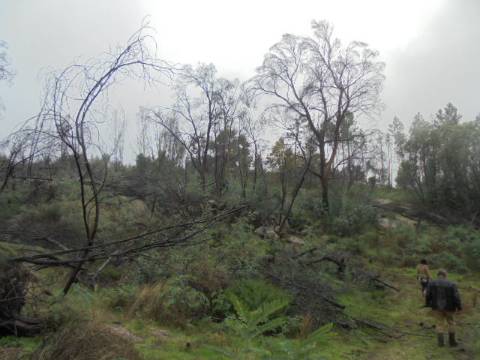 Herdade  Venda em Alpedrinha,Fundão