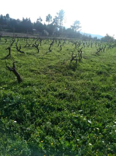 Quintinha T3 Venda em Carrapichana,Celorico da Beira