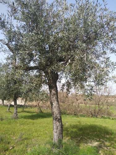 Quinta  Venda em Castelo Branco,Castelo Branco