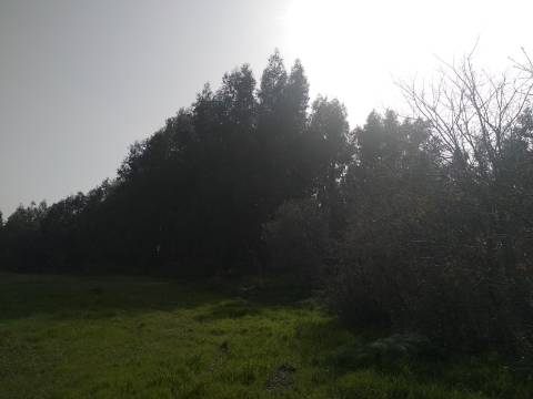 Quinta  Venda em Castelo Branco,Castelo Branco
