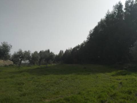 Quinta  Venda em Castelo Branco,Castelo Branco