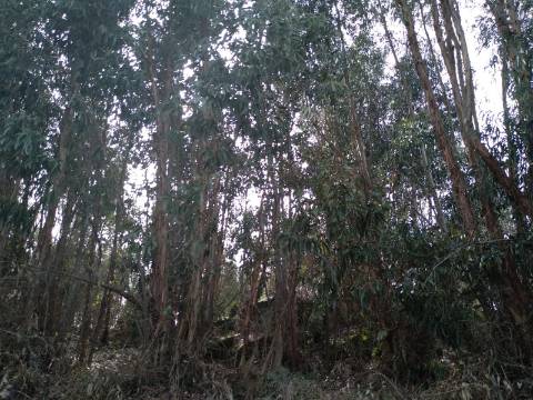 Quinta  Venda em Castelo Branco,Castelo Branco