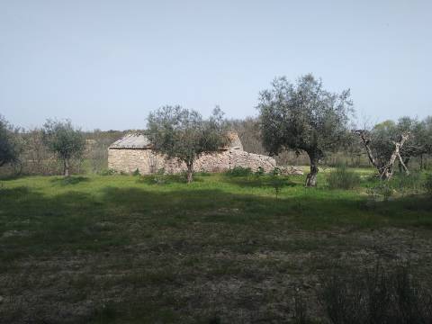 Quinta  Venda em Castelo Branco,Castelo Branco