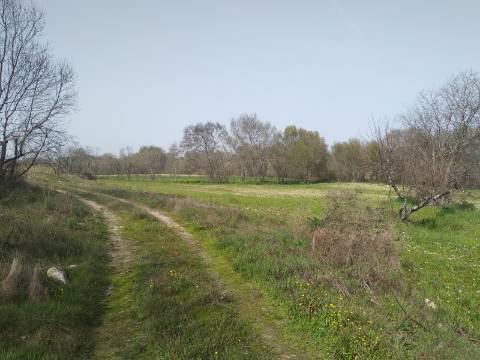 Quinta  Venda em Castelo Branco,Castelo Branco