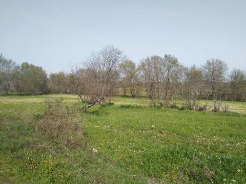 Quinta  Venda em Castelo Branco,Castelo Branco