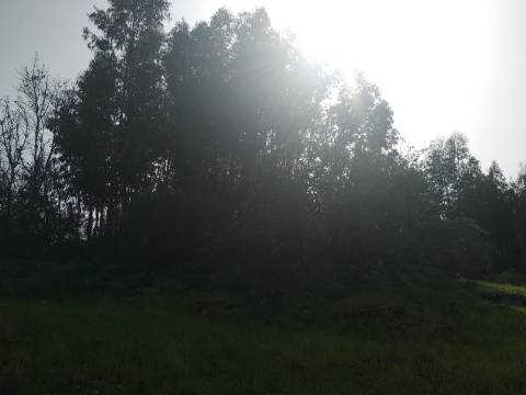 Quinta  Venda em Castelo Branco,Castelo Branco