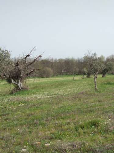 Quinta  Venda em Castelo Branco,Castelo Branco