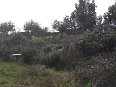 Quinta  Venda em Castelo Branco,Castelo Branco