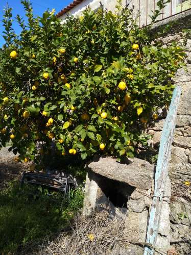 Moradia para Restaurar T2 Venda em Monsanto e Idanha-a-Velha,Idanha-a-Nova