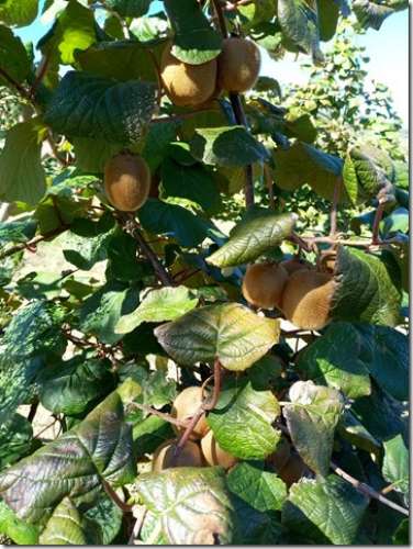 Quinta  Venda em Louriçal do Campo,Castelo Branco