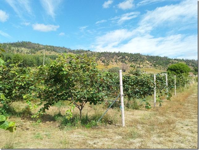 Quinta  Venda em Louriçal do Campo,Castelo Branco