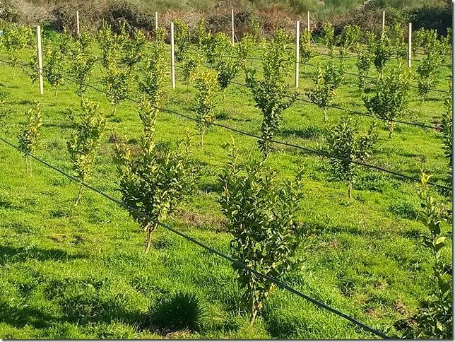 Quinta  Venda em Louriçal do Campo,Castelo Branco