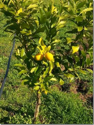 Quinta  Venda em Louriçal do Campo,Castelo Branco