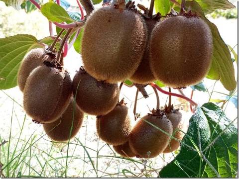 Quinta  Venda em Louriçal do Campo,Castelo Branco