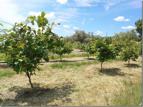 Quinta  Venda em Louriçal do Campo,Castelo Branco