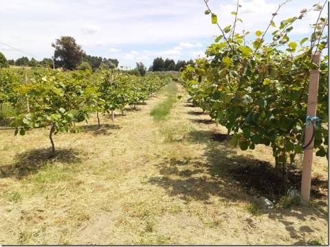 Quinta  Venda em Louriçal do Campo,Castelo Branco