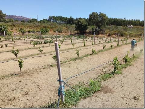 Quinta  Venda em Louriçal do Campo,Castelo Branco